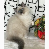 Шикарные котята уникальной и редкой породы - РЭГДОЛЛ