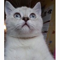 Очень красивый и умный котенок линкс поинт, 3 месяца, привит полностью