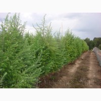 Продам саженцы Листвиницы и много других растений (опт от 1000 грн)
