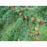 Продам саженцы Листвиницы и много других растений (опт от 1000 грн)