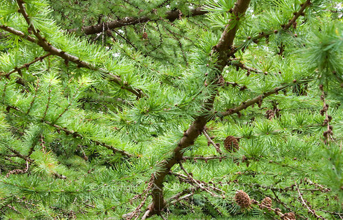 Фото 5. Продам саженцы Листвиницы и много других растений (опт от 1000 грн)