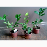 Продам Мандарин в горшках, комнатное растение и много других растений (опт от 1000 грн)