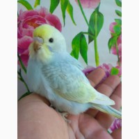 Продам волнистых попугаев редких селекционных окрасов