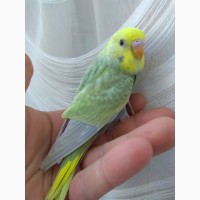 Продам волнистых попугаев редких селекционных окрасов