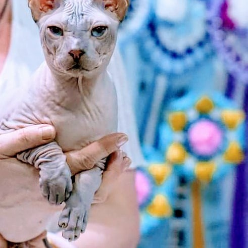 Фото 5. Котята донского сфинкса, голорожденные и флок