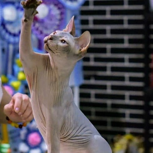 Фото 6. Котята донского сфинкса, голорожденные и флок