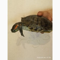 Продам черепаху (красноухая)