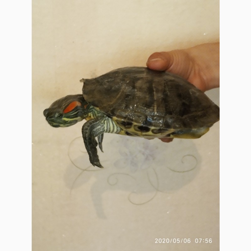Фото 3/3. Продам черепаху (красноухая)