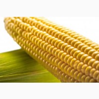 Кукуруза на Китай