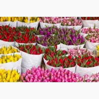 Тюльпаны оптом под срез к 8 марта. Высокое качество Крым 2021