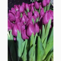 Тюльпаны оптом под срез к 8 марта. Высокое качество Крым 2021