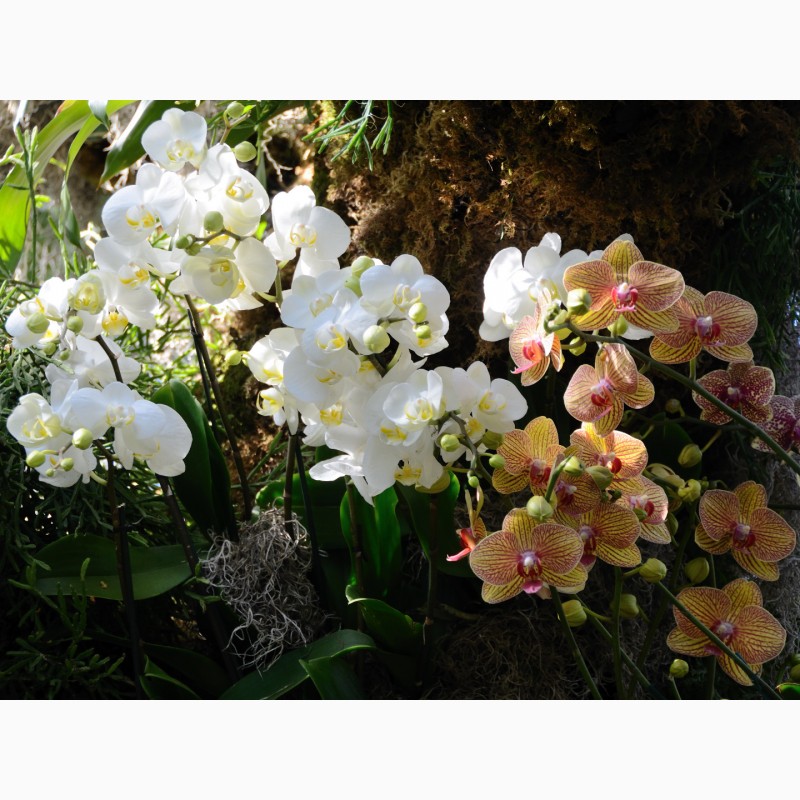 Фото 1/5. Орхидея (ваша) обмен на каланхоэ, столетник (мой)