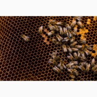 Пропоную бджолопакети українсьої степової породи
