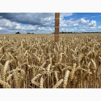 Пшениця м#039;яка озима Легенда білоцерківська, еліта