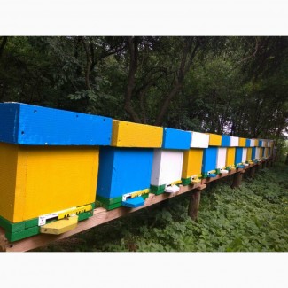 Продаж бджолопакетів та бджолосімей