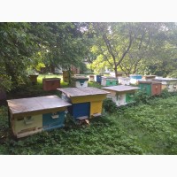 Продаж бджолопакетів та бджолосімей