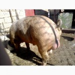 Продам красно-поясных свиноматок Крым76