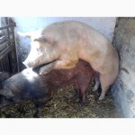 Продам красно-поясных свиноматок Крым76