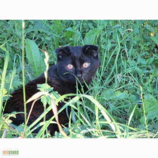 Шотландские вислоухие котята (Scottish Fold) черного окраса
