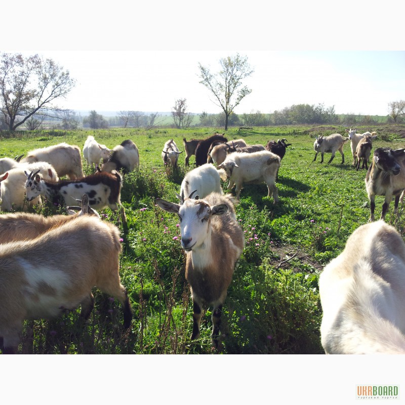 Фото 2. Продам сельско-хозяйственный КОЗИЙ БИЗНЕС! стадо коз из 127 голов