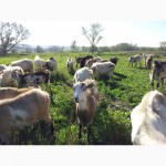 Продам сельско-хозяйственный КОЗИЙ БИЗНЕС! стадо коз из 127 голов