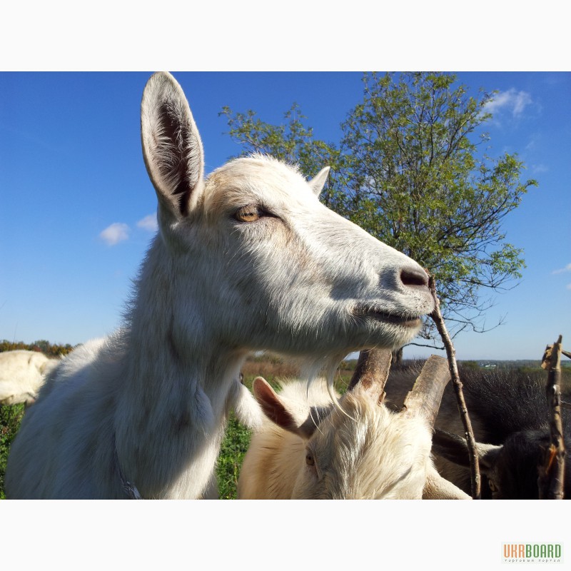 Фото 3. Продам сельско-хозяйственный КОЗИЙ БИЗНЕС! стадо коз из 127 голов