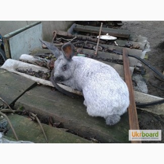 Продам кролів Європейське срібло