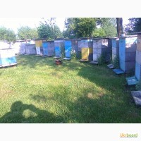 Продам пчелосемьи, отводки, маток, сушь-230