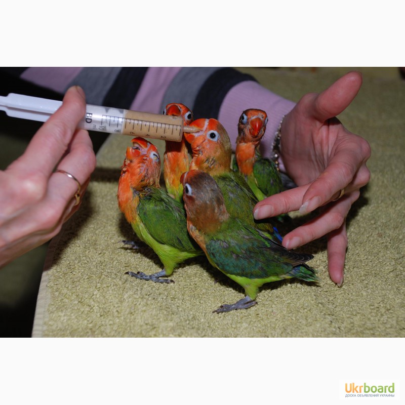 Фото 1/4. Ручные попугаи Неразлучники выкормыши зеленые и желтые