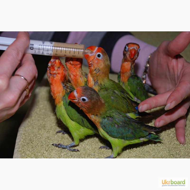 Фото 2. Ручные попугаи Неразлучники выкормыши зеленые и желтые