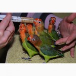 Ручные попугаи Неразлучники выкормыши зеленые и желтые