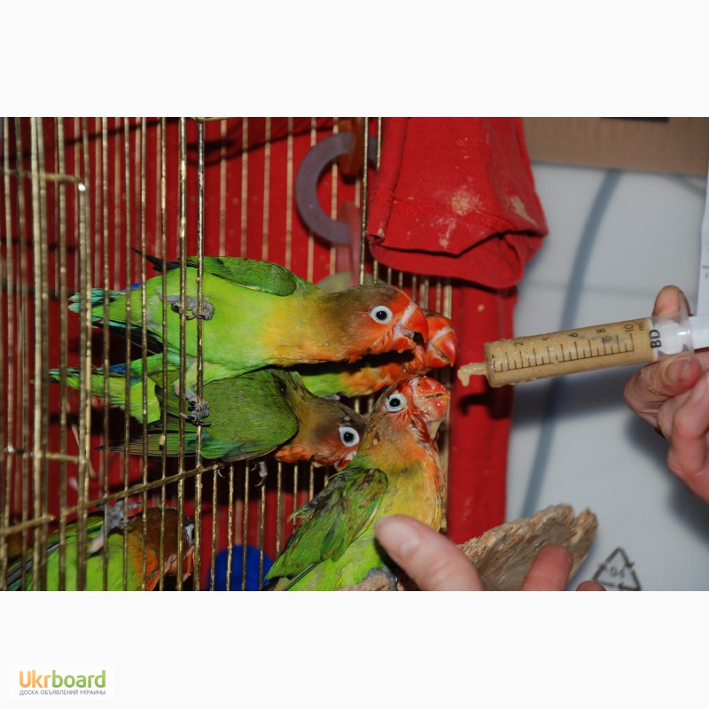Фото 3. Ручные попугаи Неразлучники выкормыши зеленые и желтые