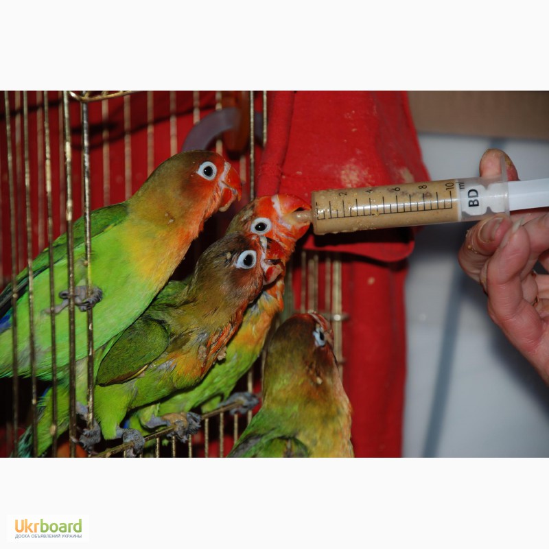 Фото 4. Ручные попугаи Неразлучники выкормыши зеленые и желтые