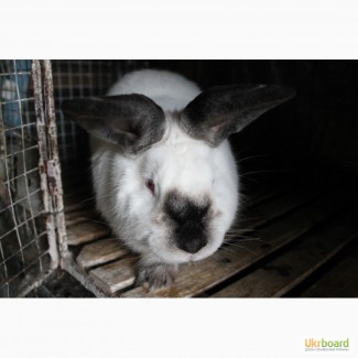 Продам кроликів породи каліфорнійський та полтавське срібло