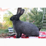Продам кроликів породи каліфорнійський та полтавське срібло