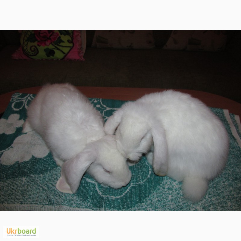 Фото 2/3. Продам кроликов породы Французский баран белый