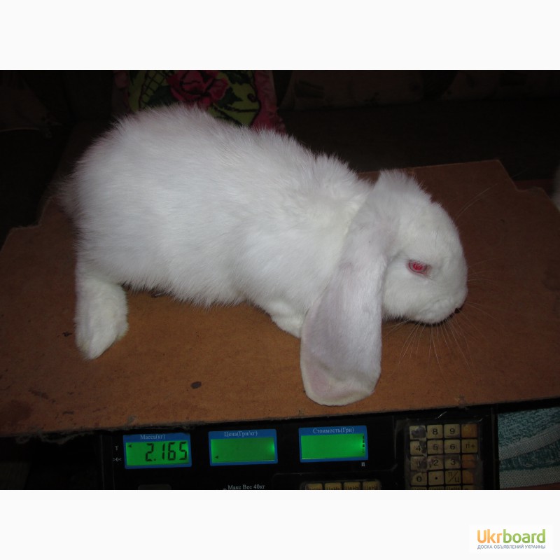 Фото 3/3. Продам кроликов породы Французский баран белый