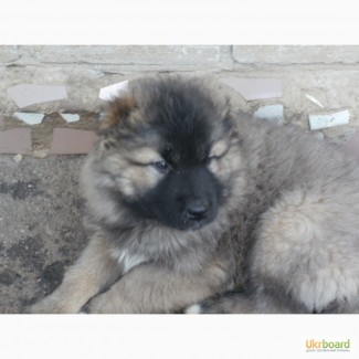 Продам щенка кавказской овчарки, девочка, 1, 5 месяца