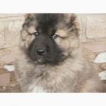Продам щенка кавказской овчарки, девочка, 1, 5 месяца