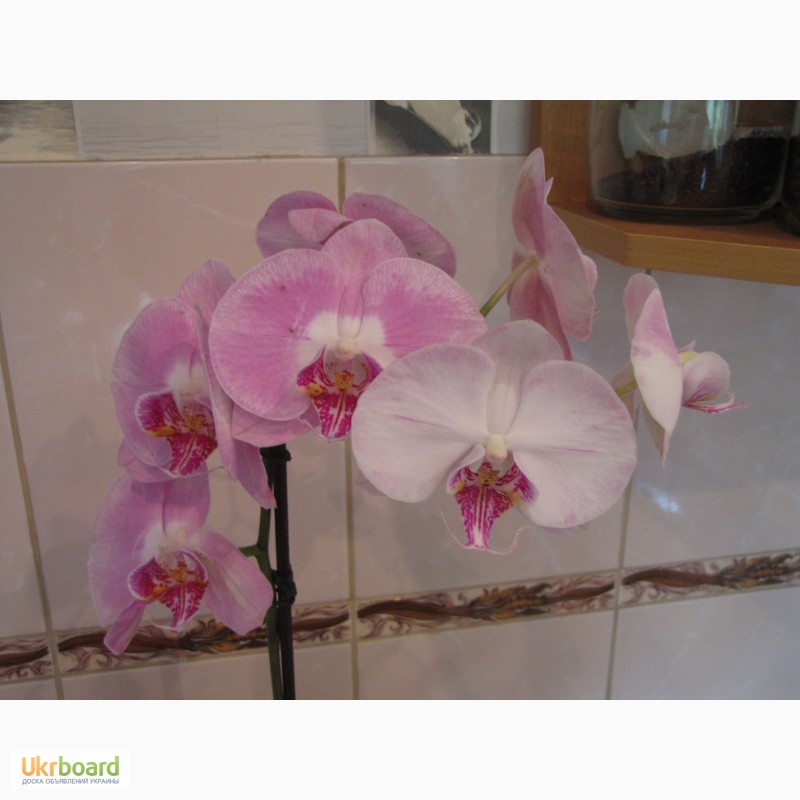 Фото 12. Продам орхидеи цветущие и не цветущие
