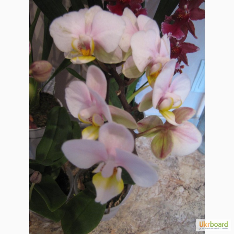 Фото 13. Продам орхидеи цветущие и не цветущие
