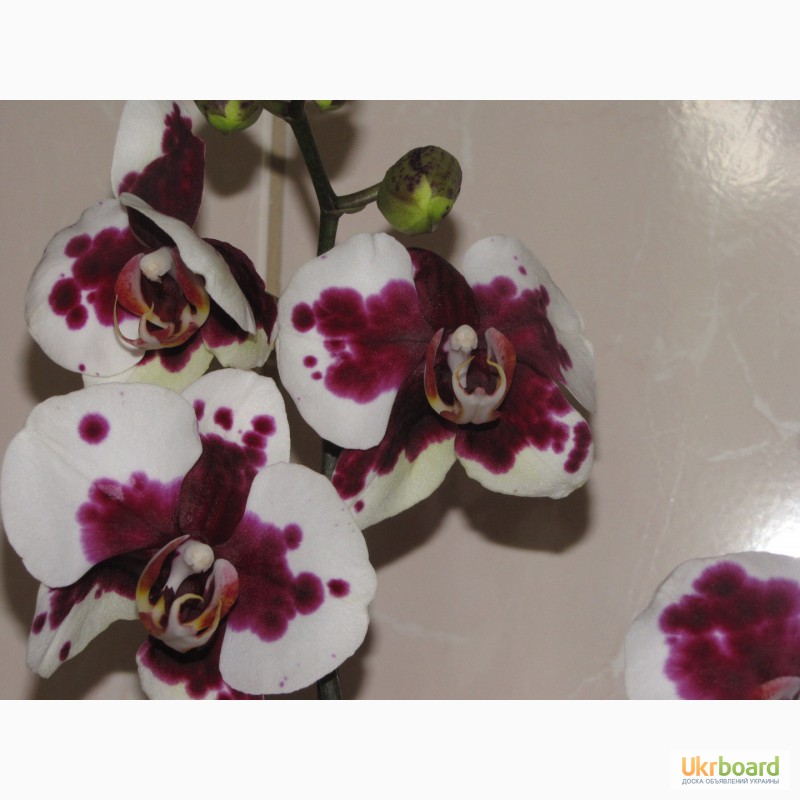 Фото 14. Продам орхидеи цветущие и не цветущие
