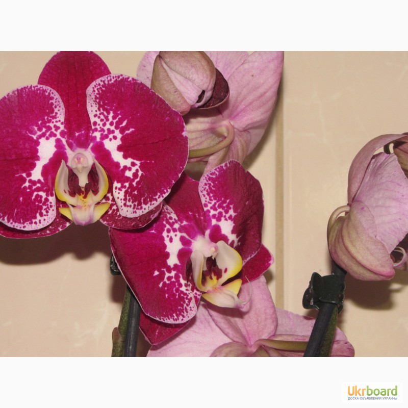Фото 4. Продам орхидеи цветущие и не цветущие