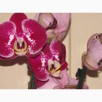 Продам орхидеи цветущие и не цветущие