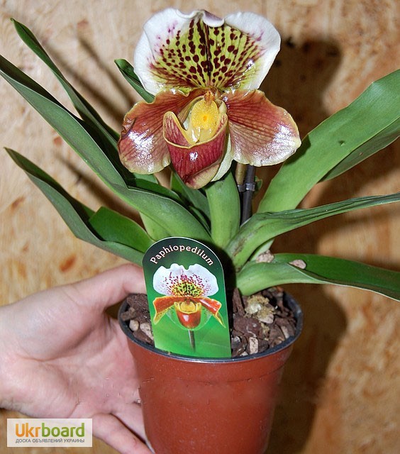 Фото 6. Продам орхидеи цветущие и не цветущие
