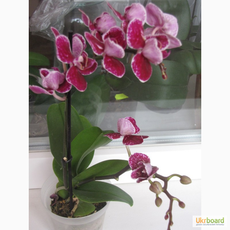 Фото 7. Продам орхидеи цветущие и не цветущие