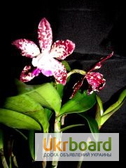 Фото 8. Продам орхидеи цветущие и не цветущие