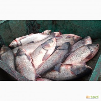 Продам: Живая рыба толстолобик оптом живым весом со своего пруда