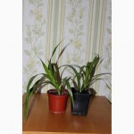 Продам комнатные растения и цветы
