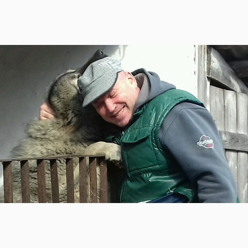 Фото 3. Кабель кавказской овчарки приглашает для вязки